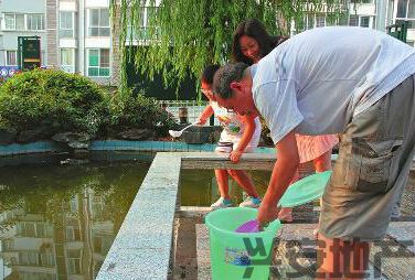 江南一品小区景观池再现桃花水母